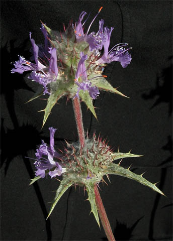 Salvia carduacea flower closeup by Paula Knoll