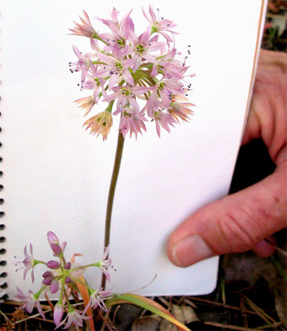 Allium species by Paula Knoll