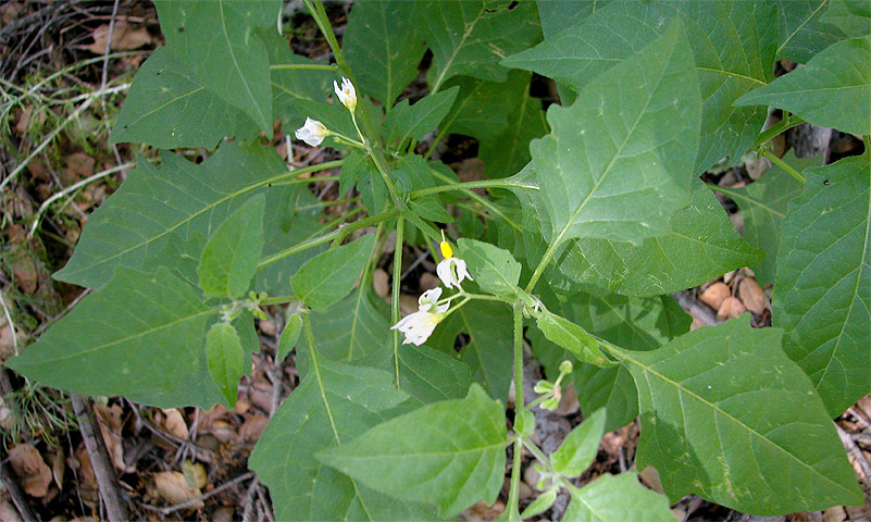 Solanum Douglasii by Paula Knoll