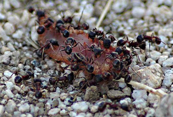 Ants by Paula Knoll