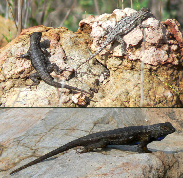 Sceloporus occidentalis (male dark, female light in color) by Alan Marshall